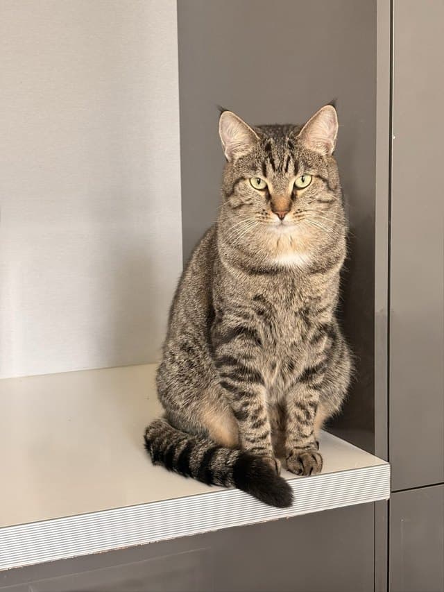 Photo d'un chat tigré